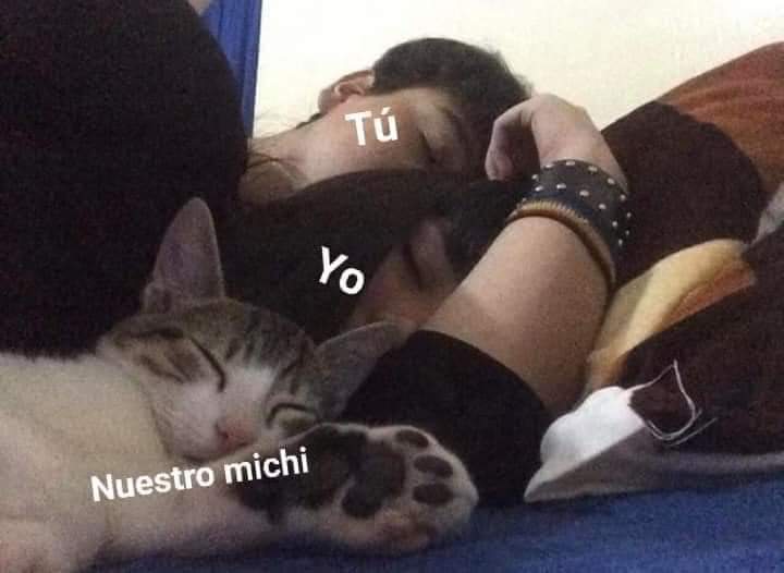 gatitos_qctd's tweet photo. https://t.co/73duTawQ2v