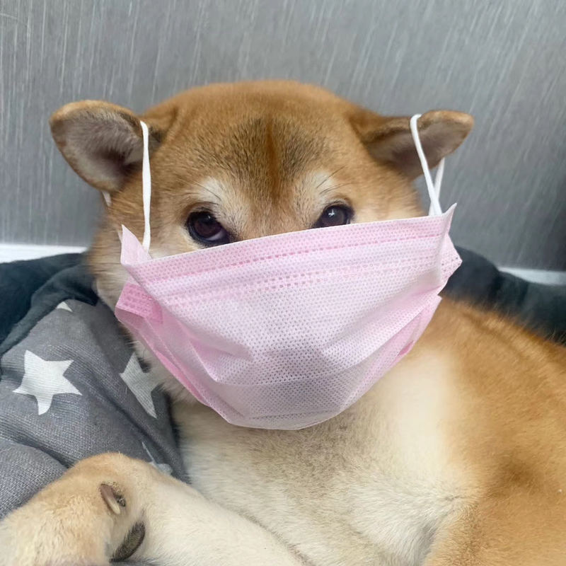 covid19archive1's tweet image. #JOTPY: A Shiba Inu With Facial Mask

"During the beginning of the pandemic, the Chinese government appealed people to wear facial masks everywhere. I put a facial mask on my dog for fun."

covid-19archive.org/s/archive/item…

#COVID19 #coronavirus #dogs #pets #pandemic #archive