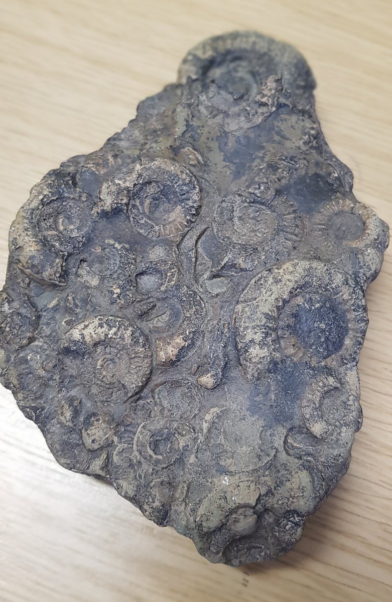 EndeavourClass's tweet image. Thank you to Jack for bringing in your fossil collection for us to look at. They are amazing! @normanbyspital #fossils
