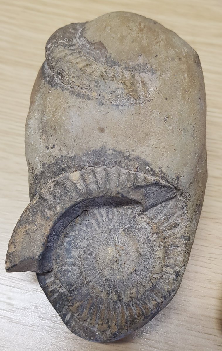 EndeavourClass's tweet image. Thank you to Jack for bringing in your fossil collection for us to look at. They are amazing! @normanbyspital #fossils