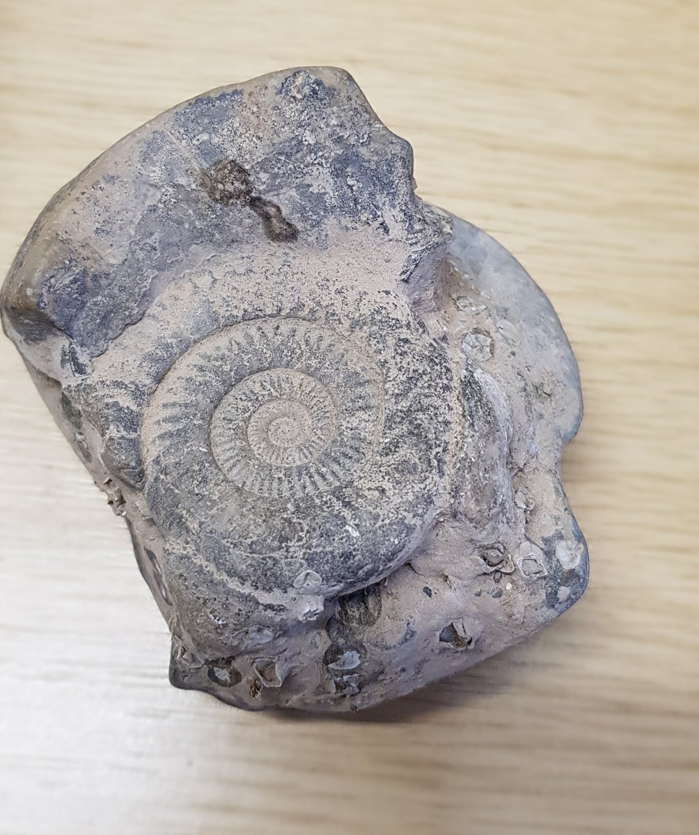 Endeavour class (@endeavourclass) on Twitter photo Thank you to Jack for bringing in your fossil collection for us to look at. They are amazing! <a href="/normanbyspital/">Normanby By Spital</a> #fossils Thank you to Jack for bringing in your fossil collection for us to look at. They are amazing! <a href="/normanbyspital/">Normanby By Spital</a> #fossils