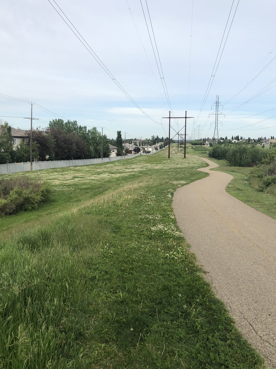 jasmin_yeg's tweet photo. @JayIsPainting I don’t understand why people don’t think this looks and smells so much better than grass. I understand the desire fore smooth playing fields, but along verges, avenues, and walk paths? I much prefer the clover. https://t.co/IzvCHFMWVE