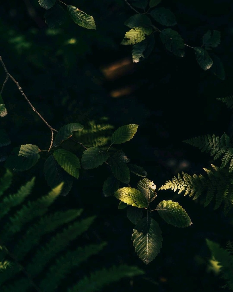 TomasWilliamsA's tweet photo. The calmness. The serenity. The forest is my favorite place to be. 🌲

#imagesofcanada #insidecanada #vancityfeature #hellobc #viawesome #pixelandlens #sonyalpha #explorecanada #imagesofcanada #canadasworld #stayandwander #artofvisuals #neverstopexplo… https://t.co/k2FtUpNcIG https://t.co/0pXlKO5h1c