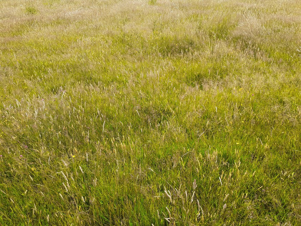 robintransition's tweet photo. Note to people who cut grass. Please don't, at least nowhere near so much. Not only is it better for wildlife, also as someone who draws, long grass is SO much more interesting! The colours, the movement, the contrasts. Just gorgeous... https://t.co/uUECzizYwj