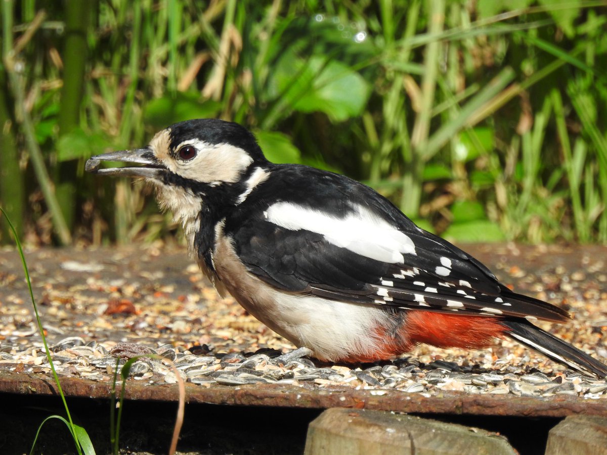 basicbiology1's tweet photo. Sunflower seeds! Yessss! #greatspottedwoodpecker #Buntspecht #TwitterNatureCommunity https://t.co/1OXbHLvMFg