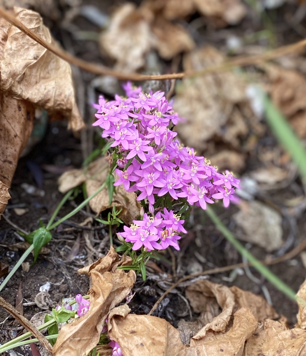KarenMenez's tweet photo. Beautiful purply-pink #centaury flowers brightening up the spoils of summer along #Inglisway.
#Commoncentaury #wildflowers #Upperrocknaturereserve #Gibraltar https://t.co/99ZyQF7Vfw