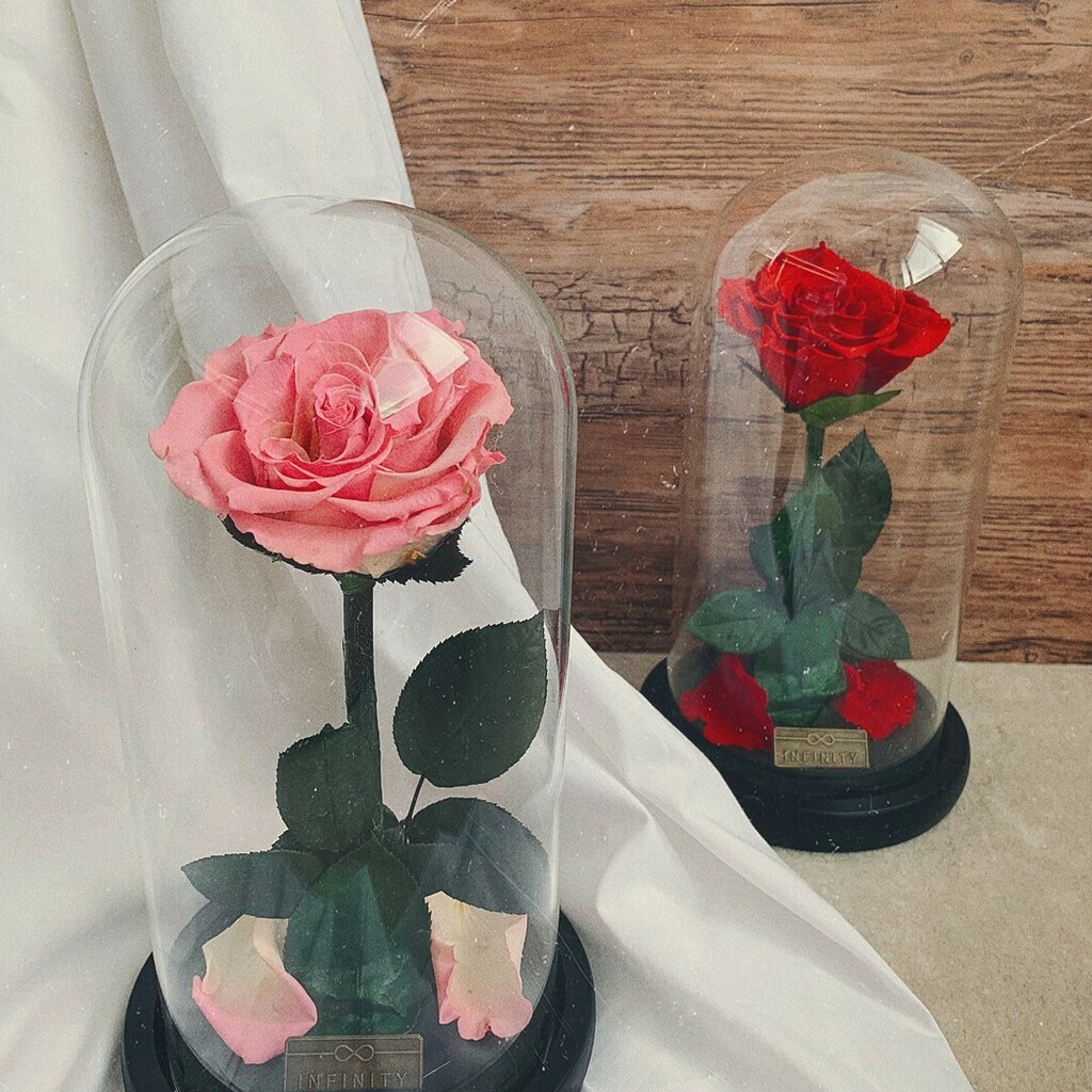 InfinityFlowerB's tweet photo. Endlich erhältlich: die Dome Rose 😍 Wer hat sich schon darauf gefreut? Wir! 🙋‍♀️ https://t.co/xvBixl8K7d