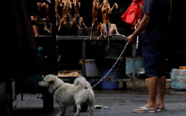 SakalMediaNews's tweet photo. #Nagaland bans sale of dog meat in the State.
https://t.co/OmwhBCoSGE
#Sakal #SakalMedia #News #SakalNews #Viral #ViralNews #Trending #Breaking #Animalcare #Nokilling #Careforanimals #Donotkilldogs https://t.co/sQwaQMYOGS