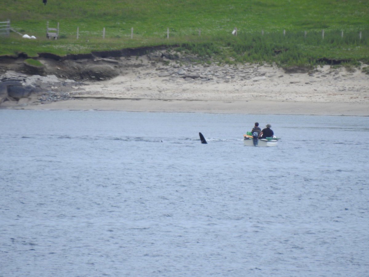 An example of how close orca can come to you. Perfect boat behaviour- sitting idle while the orcas do their thing. No need to chase #Shetland #ScottishMarineWildlifeWatchingCode