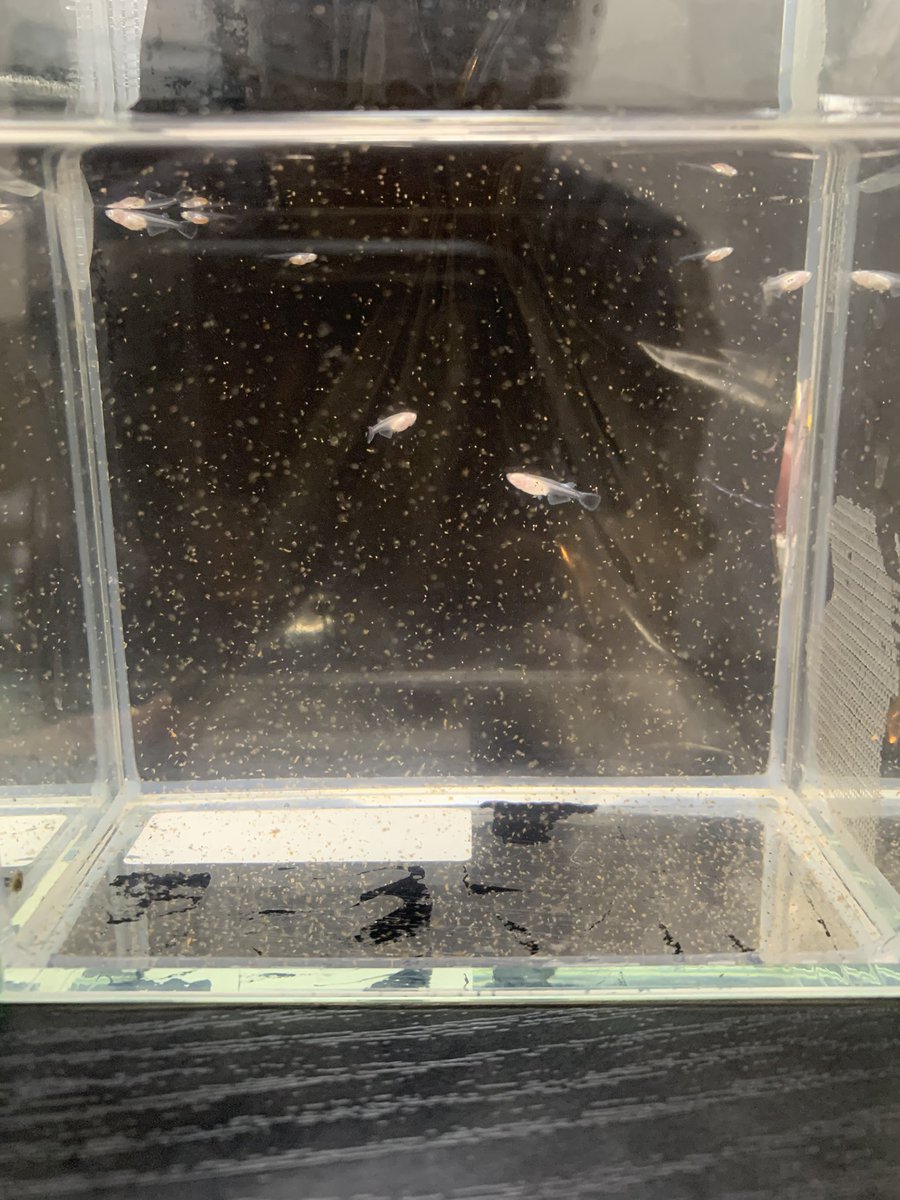 たきを メダカ あとアルビノかわいいね ピンクで フォロワーさんに言われなかったら買わなかった 感謝です