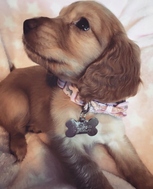 Today this happened....Say hello to Daisy, the new member of our family 💙🐶 We are all besotted with her. Can’t wait to take her on big muddy walks & make happy memories with her 😍 #puppy #cockerspaniel #forverhome #love