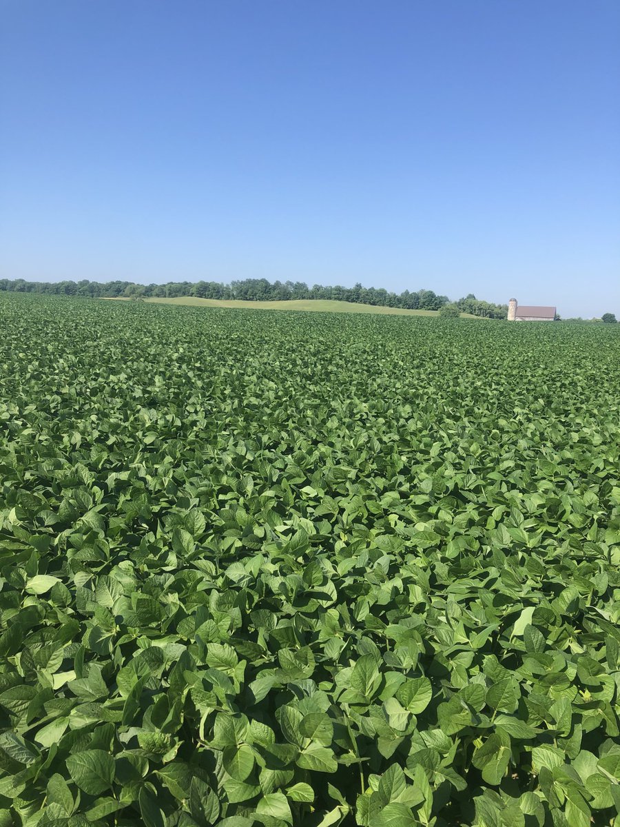 MikeJPalermo's tweet photo. Knee high by the first of July! A great field of #PRO2625s in the #Walkerton #Ontario area. https://t.co/SFLUdxWcVV