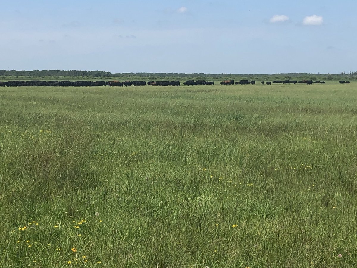 riverpinecattle's tweet photo. It’s been 25 days since this pasture flooded and cows were removed today they went back. https://t.co/MtAaduuhjf