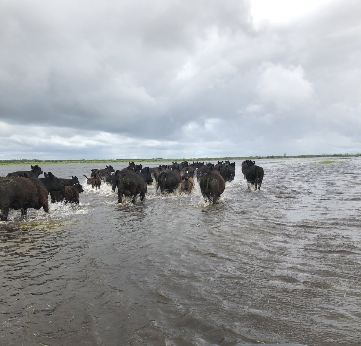 riverpinecattle's tweet photo. It’s been 25 days since this pasture flooded and cows were removed today they went back. https://t.co/MtAaduuhjf