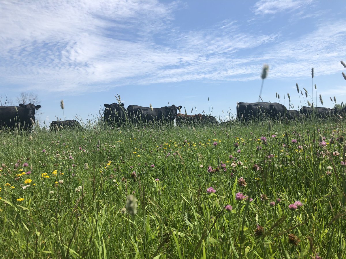 riverpinecattle's tweet photo. It’s been 25 days since this pasture flooded and cows were removed today they went back. https://t.co/MtAaduuhjf