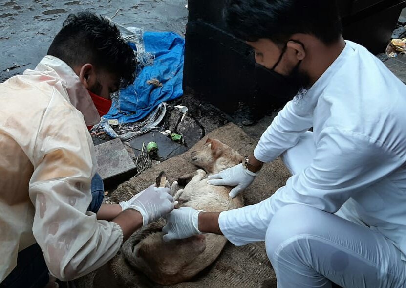 LokAdhikarNGO19's tweet photo. #saveanimals
#driveslowly
One More Rash Driving Incident took place near Santosh Nagar, Goregaon(E), Mumbai. The Dog🐶 was injured & Fractured
But He's Now well😌
Special Thanks🙏 to President/Founder Sultan Shaikh & Dog Carers Raj_Jadhav & Viresh_Shukla
@MumbaiPolice https://t.co/k3y9MSvK9p