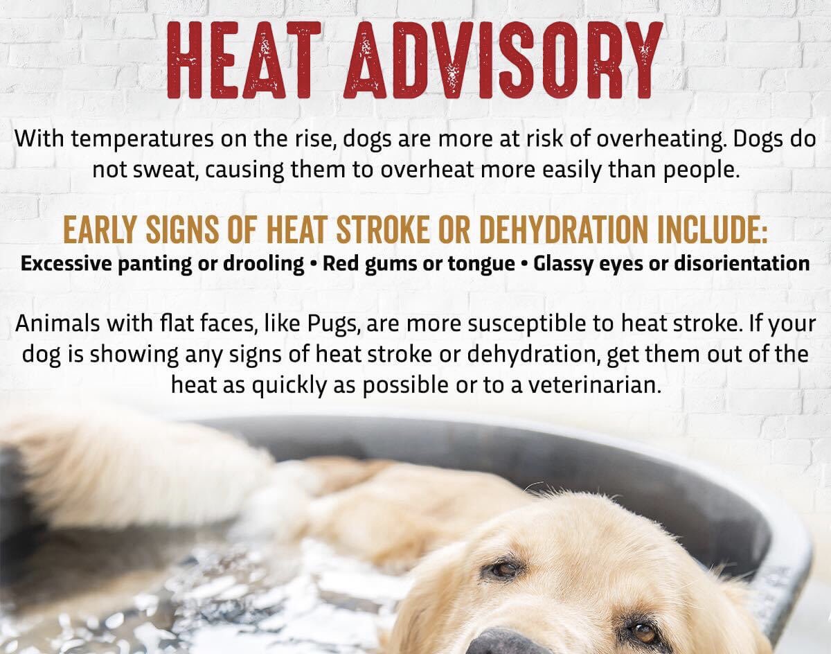 wickedsister_1's tweet photo. #Aaroncarter can you read? @LACoAnimalCare can you read? Do you care that #Nala the pug is left outside in the heat all day everyday! #getittogether #savenala #pugs #puglife #puglove https://t.co/CGWgLZ90ci