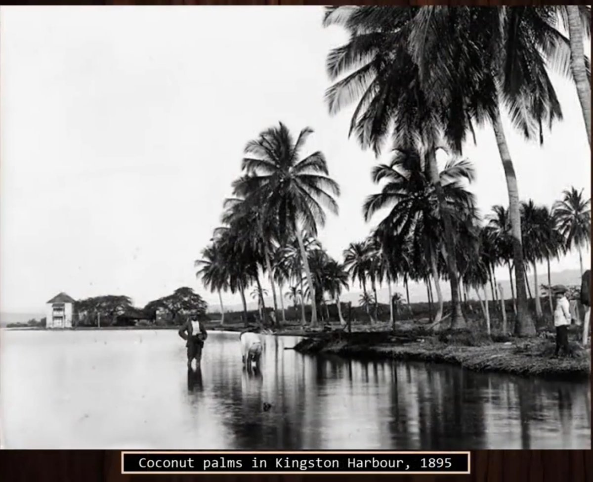 Unsure of source.But a thread of rare vintage photos of every-day life in Jamaica before the 1900s.(with captions) 