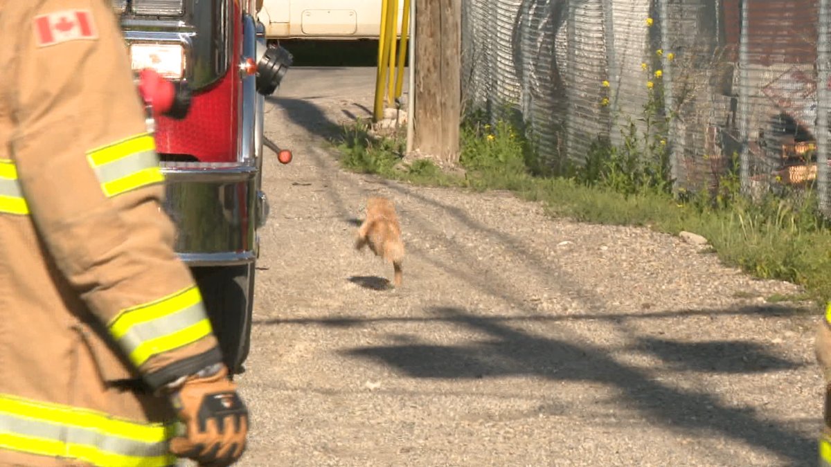 globalnews's tweet photo. A cat rescue story in four parts: https://t.co/NHkpUoGzj0