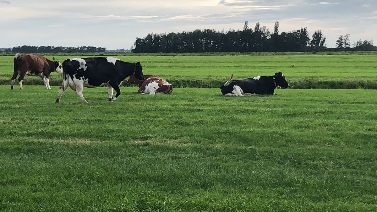 leokool79's tweet photo. Laatste koeien ophalen uit de wei, ff relaxed boer-koe momentje... https://t.co/y7Ta1QLQqH