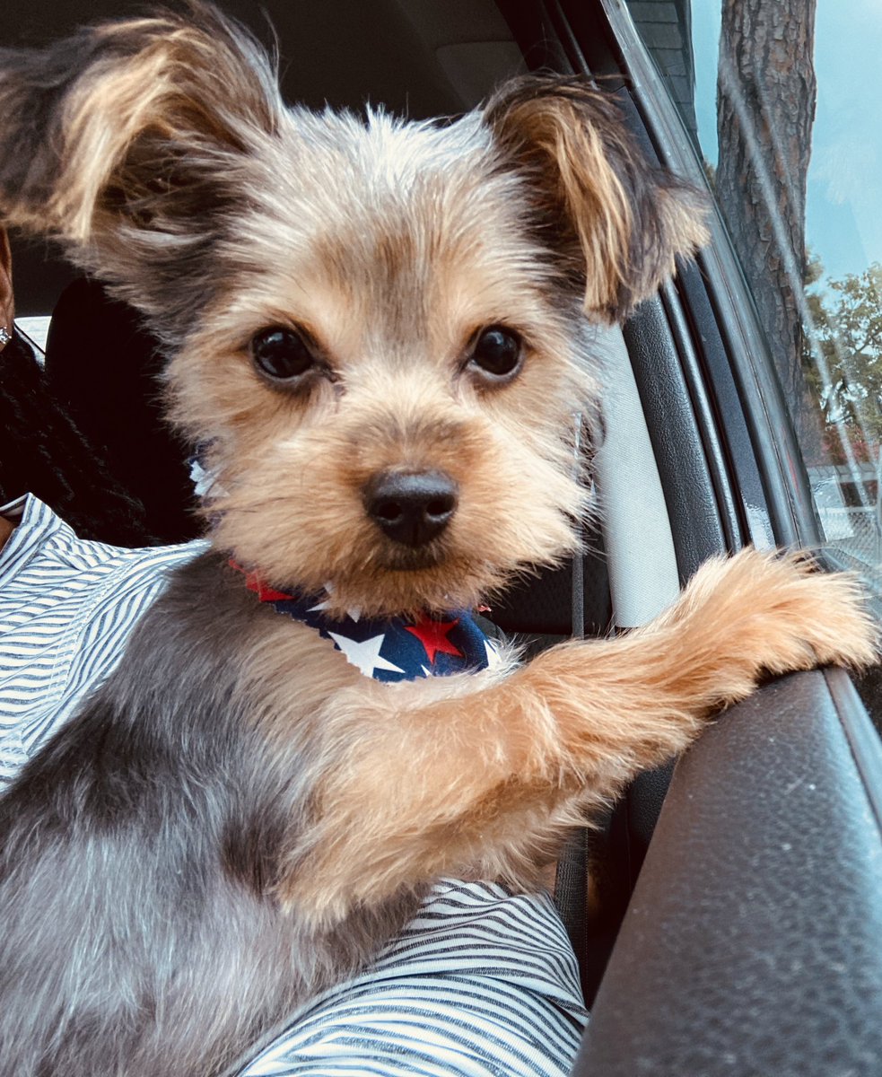 yeslehcmai's tweet photo. New Cut Alert ๐จ thanks again @snl_______ you did great!!! #foreverclient #kash #dogmom ๐ถ๐ค https://t.co/I0XZf2Rb4o