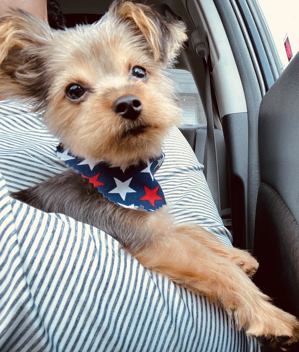 yeslehcmai's tweet photo. New Cut Alert ๐จ thanks again @snl_______ you did great!!! #foreverclient #kash #dogmom ๐ถ๐ค https://t.co/I0XZf2Rb4o