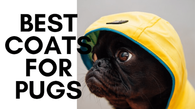 JugDogCo's tweet photo. It can be difficult getting the right gear for Pugs because of their unique size and shape which makes a lot of ‘one size fits all’ just too small.  #Pugs https://t.co/APEeJNy2xS https://t.co/bekaCtMQfy