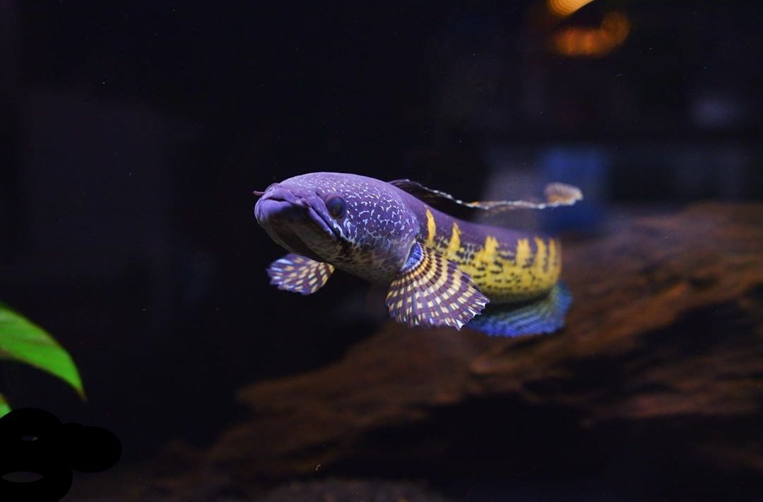 Meskipun aku tak bisa memilikimu seutuhnya, setidaknya ijinkan aku memilikimu meskipun itu hanya dalam mimpi. ~ #channamaru