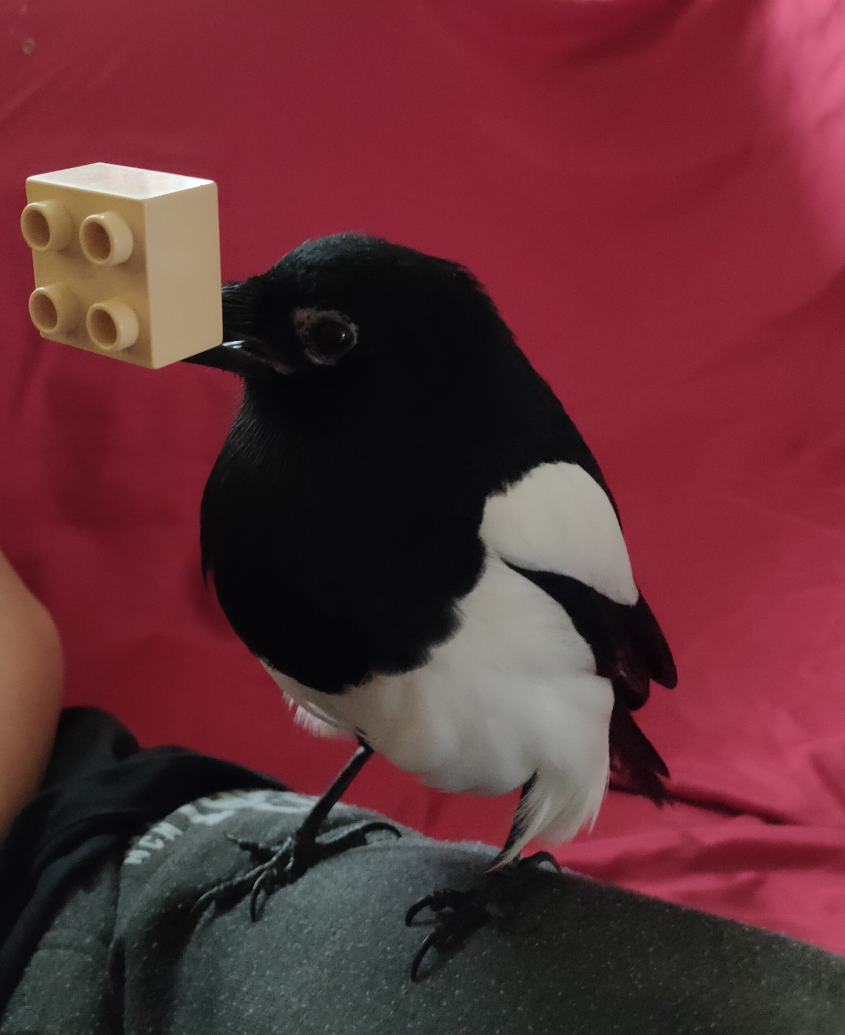 Sir Davos The Anarchist Magpie on X