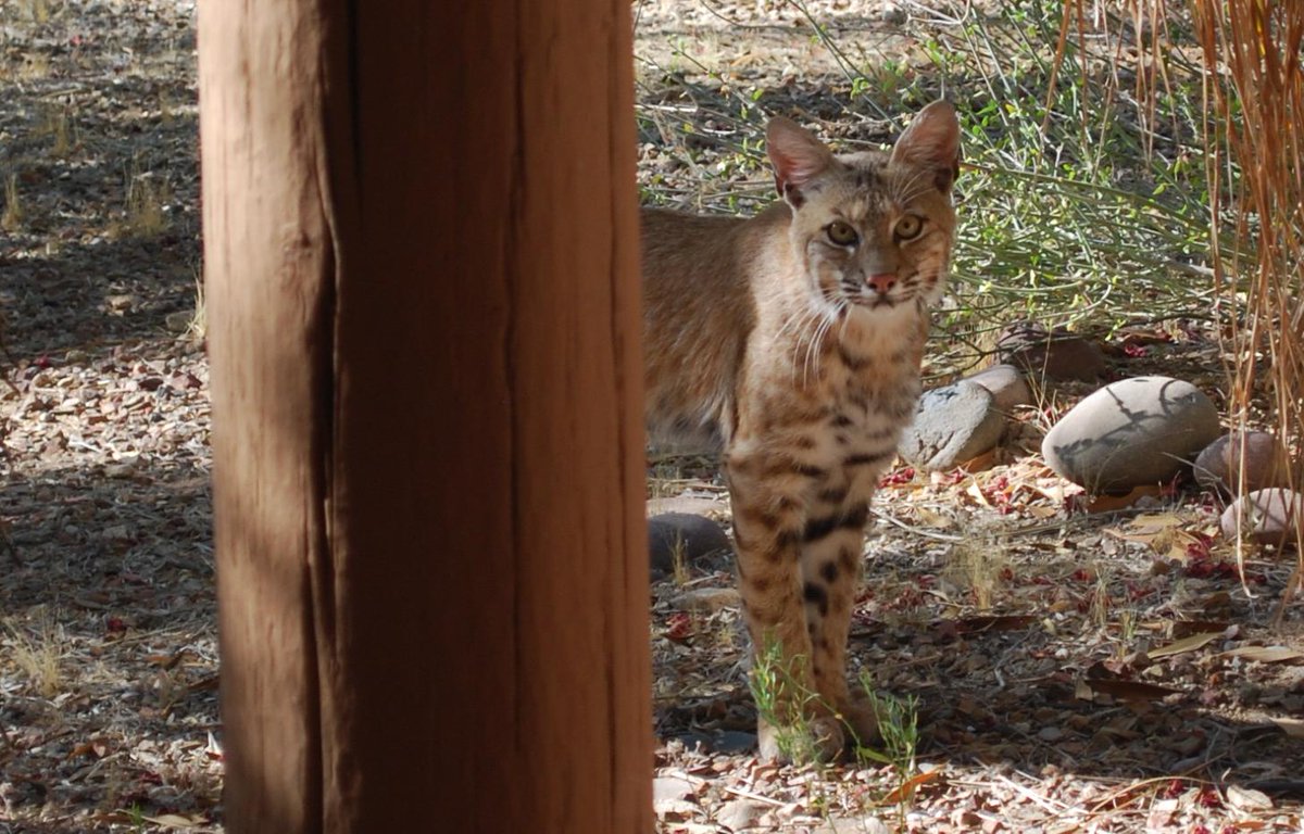 A young bobcat came by this morning to say hi and have a drink. What a face! #Caturday