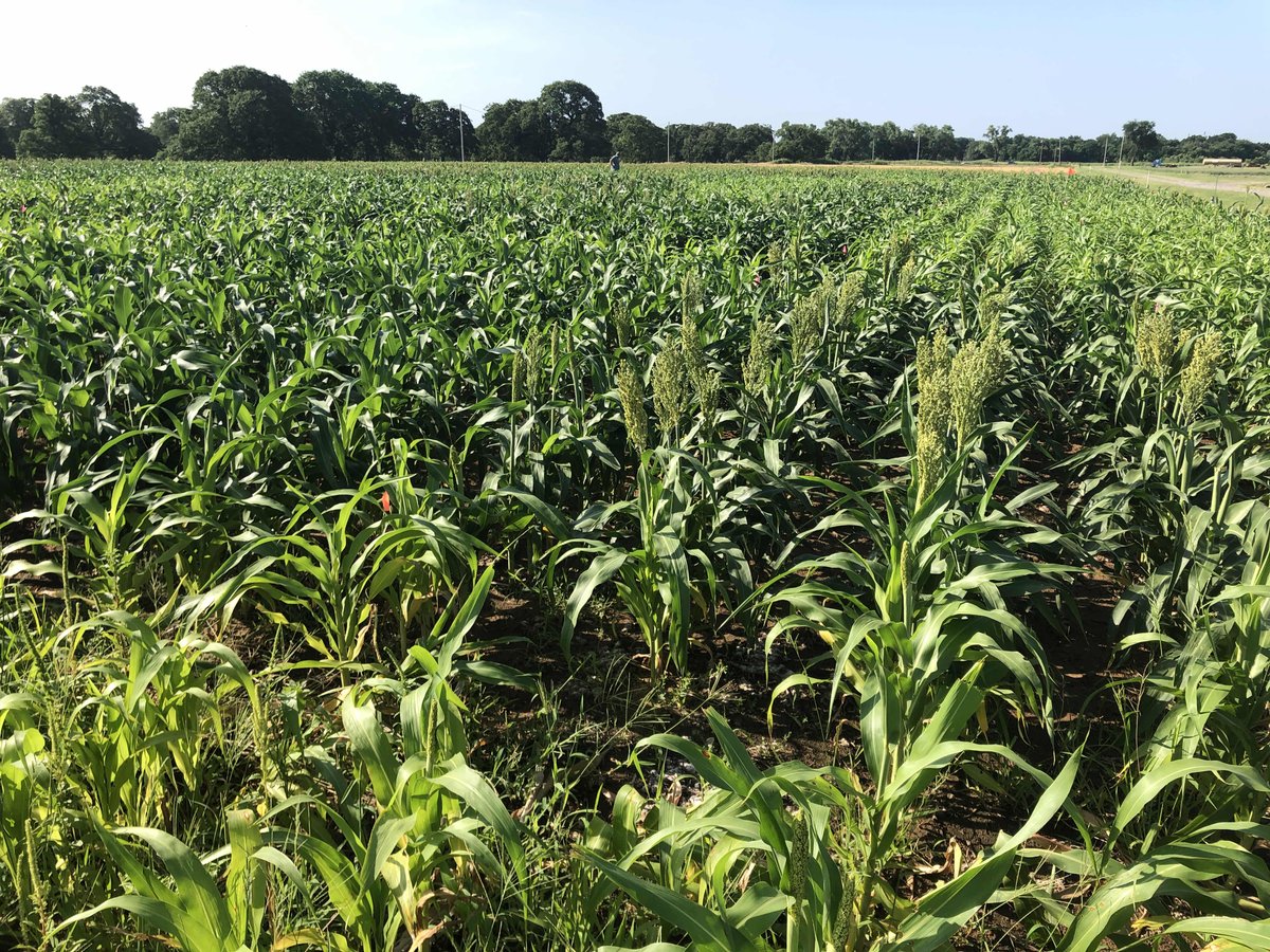 Brian Arnall tweet media