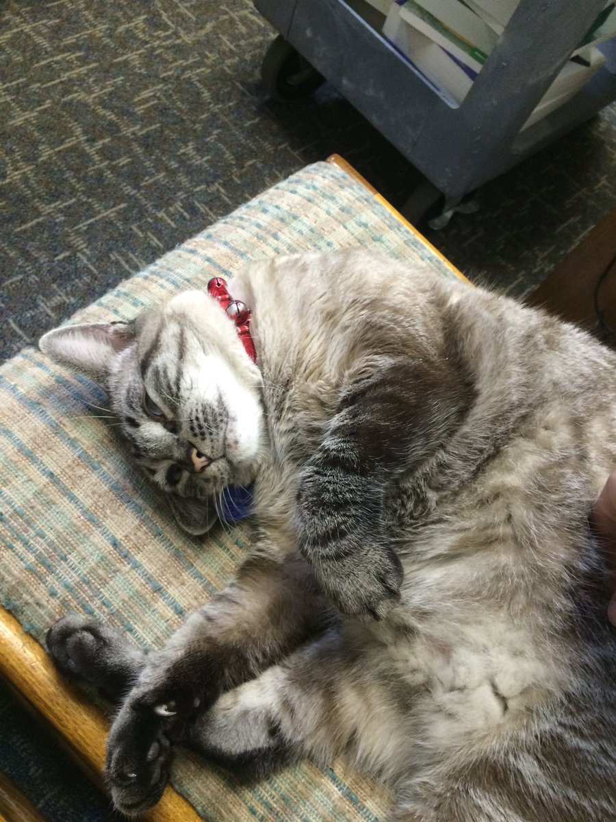 SpiffyStorytime's tweet photo. @matatatt True to form he would walk over the keyboard while I was trying to look up items. https://t.co/Vm1QvInBiG