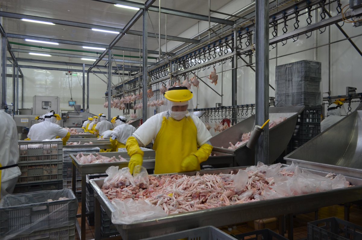 Produccion_Ecu's tweet photo. El viceministro de Producción e Industrias @JacksonT_C visitó #Pofasa, filial industrial de @CorpFavoritaEc, dedicada a la producción y procesamiento de productos avícolas con capacidad para 6 mil pollos por hora y 35 mil al día, bajo estrictas normas sanitarias y de manufactura. https://t.co/yHQIs2YlFQ