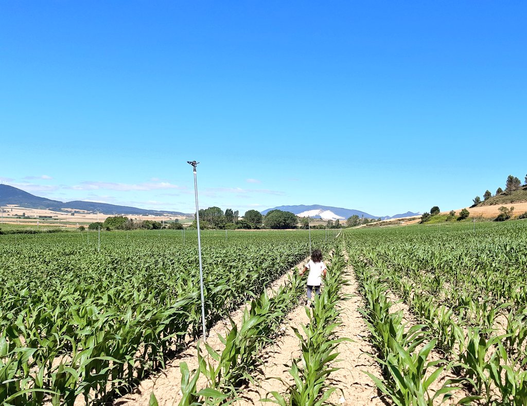 IriaSemillasLG's tweet photo. Hoy he necesitado refuerzos para ver el campo de LG 31558 de @LGSeedsES @gusgarri formamos a los técnicos del futuro https://t.co/ytKLQclUp3