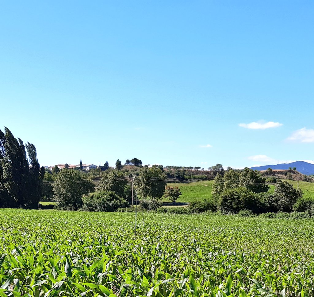 IriaSemillasLG's tweet photo. Hoy he necesitado refuerzos para ver el campo de LG 31558 de @LGSeedsES @gusgarri formamos a los técnicos del futuro https://t.co/ytKLQclUp3