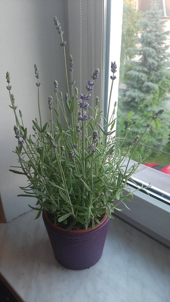 HotaruAyakashi's tweet photo. Can we look at this DRAMATIC lady who didn't got her water for ONE day 
#lavender #dramaticplant #whataqueen https://t.co/Z2e1z6obsQ