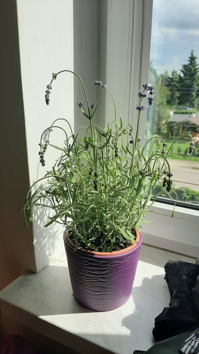 HotaruAyakashi's tweet photo. Can we look at this DRAMATIC lady who didn't got her water for ONE day 
#lavender #dramaticplant #whataqueen https://t.co/Z2e1z6obsQ