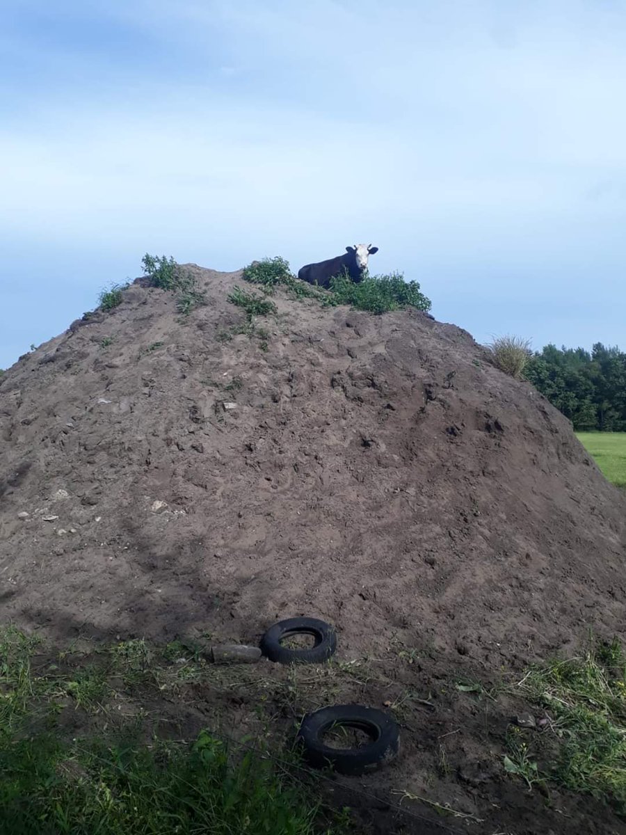 Ondertussen bij Zuiver Zuivel melkveehouder Gerlof Pronk (De Naoberhoeve): Deze dame zoekt het wat hoger op 🐮⛰
