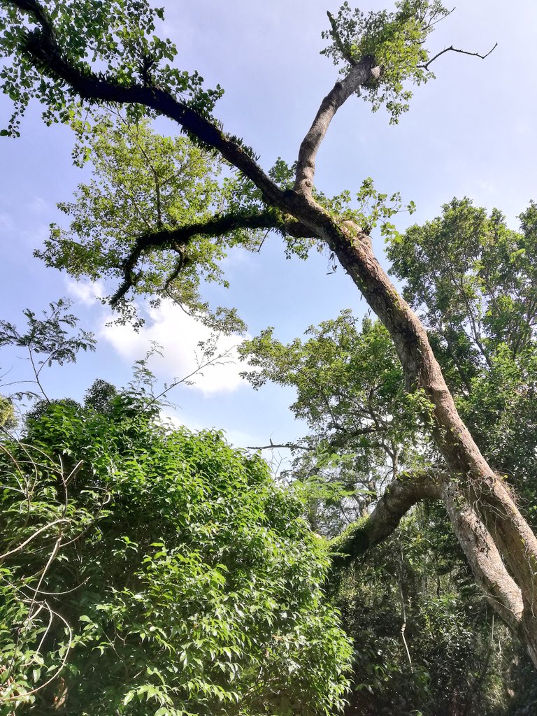 NishyWezSyd's tweet photo. @MTNza @HuaweiZA Paradise Valley, trees πππππ@MTNza @HuaweiZA #Challenge10 #LOCKDOWN #YourPulse #MTNPulse #HuaweiP40Lite #CaptureYourPulseΒ #WeGoodTogether #EverywhereYouGo #WeGotU #WIN #FingersCrossed https://t.co/EtDCyt9AvW