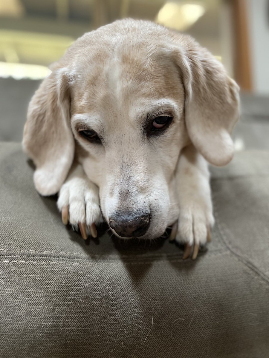 tyler_ryser25's tweet photo. Just my good squishy boy https://t.co/txZweTMW7W