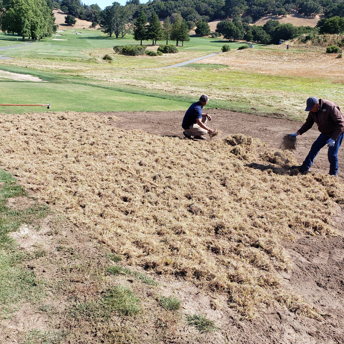 KevinHauschel's tweet photo. Crew crushed it this morning, entire course mowed!! Plus we even had time to get our Iron Cutter Bermuda grass sprigs from @MtnView_Seeds planted!! Cant wait to see the results!! #coldtolerantbermuda #norcalgolf #alwaysimproving #watermanagemen #turfresearch @Adam_Russell5 https://t.co/wCYWK24Iys