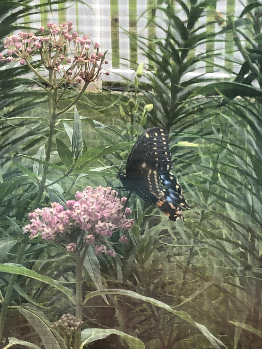 For the end of the year, my thoughtful first graders brought me some milkweed. Today, we had our first visitor! #BearTavernPride