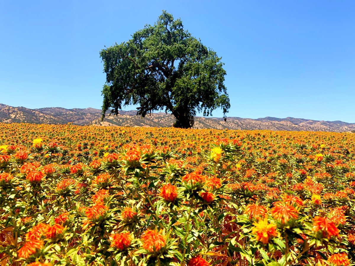 Have you seen our 60 acres of safflower on your way to the Capay Valley tasting room? Safflower thrives in warm, sunny, and dry conditions, which has made this year's bloom particularly gorgeous!
