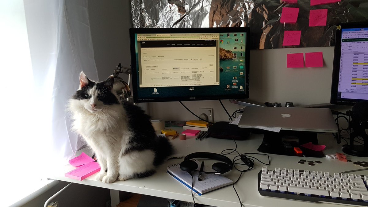 ORCCAtogether's tweet photo. “Great to see the #ORCCA team hard at work #orcca #catsatwork #cats #workpets #digitalskills #technology” #homeworking #staysafe https://t.co/ON37WtCURG