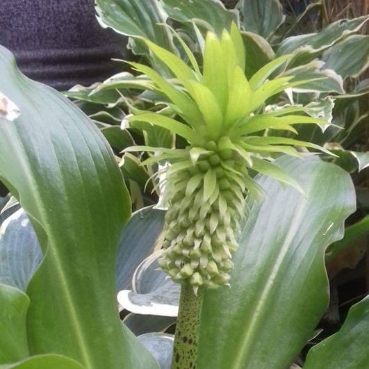 I'm loving my Eucomis I never grown them before better known as the Pineapple lily