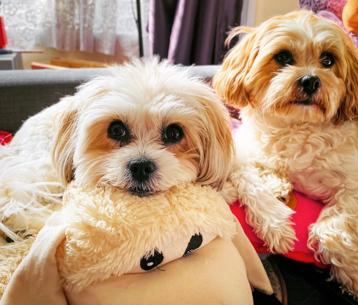 Puhthepuppy's tweet photo. #puppylove #puppy #puppyeyes #dogsoftwitter #dogs #puppyoftheday #sisters #ZSHQ #shorkie #shihpoo #iampuh 🐶🐾💕 #SheIsTei🐶🐾💕 https://t.co/HSQZZZRsoS