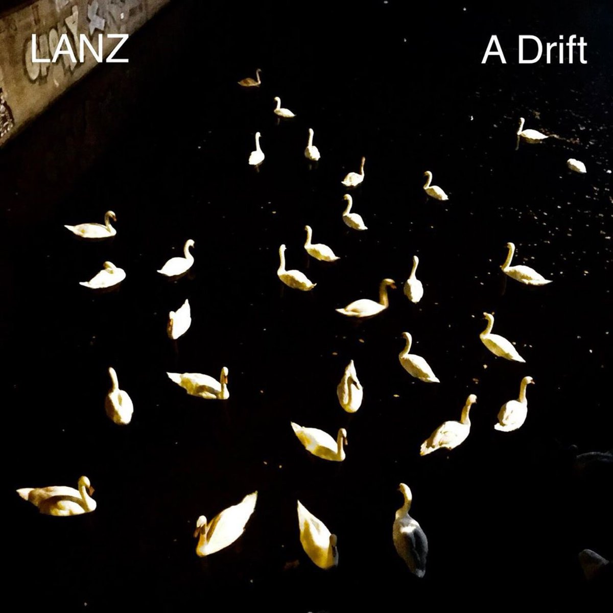 Brassland's tweet image. If rifling through our virtual record racks on #BandcampFriday seems 😬 here are some suggestions with direct links.

@LANZprojects surprise EP 𝗔 𝗗𝗿𝗶𝗳𝘁  🦢 will be updated with extra music in the weeks to come. For now it's a @Bandcamp exclusive.

🛒 lanz.bandcamp.com/album/a-flock