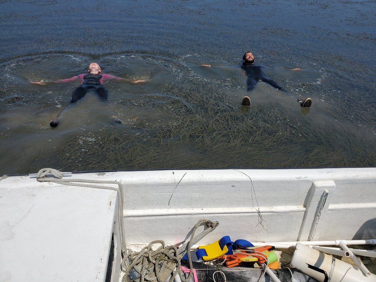 KE_Granville's tweet photo. Our (self-named) Team Epi-Fight is stuck at low tide on our way to the last site of synoptic! We had a great week of counting #seagrass, collecting #epifauna, and sampling seafloor sediment.
@vcrlter @BergLabUVA @marionmck_ @uvaevsc https://t.co/x1DLBGYJre