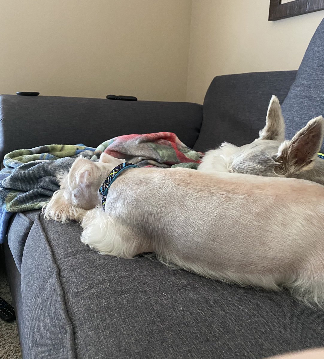 schnauzaroos's tweet photo. Well, it’s been quite the start of a long weekend.  Sammie accidentally got trampled by the boxer we’re watching.  Bloodwork &amp; xrays came back ok.  Vet thinks he’s got some bruised ribs &amp; back.  My poor, sweet boy.  His brother is keeping a close eye on him. 😭 #SchnauzerGang https://t.co/9eL2z6dxHi