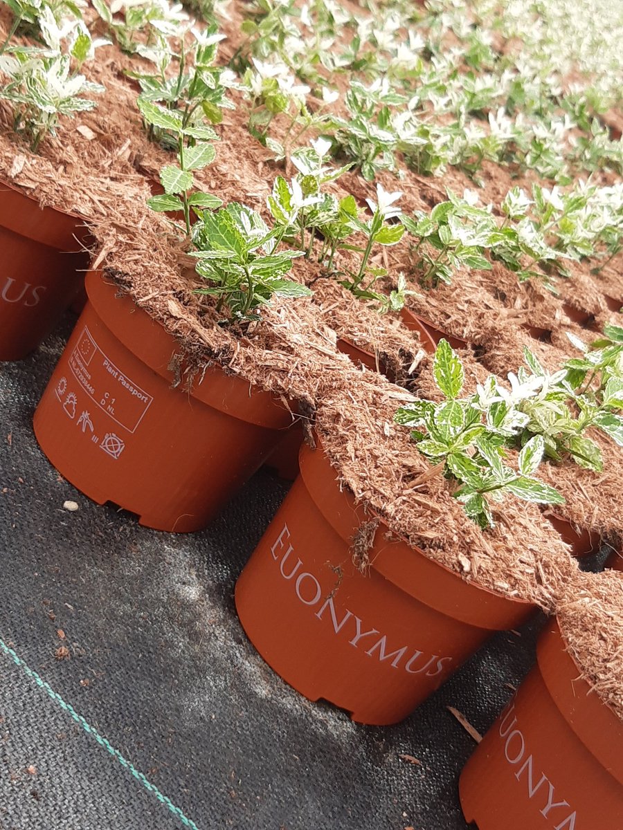 JPvanStraalenJr's tweet photo. Onze Euonymus soorten in P13 voorzien van een nieuwe look.. plantenpaspoort en consumenteninformatie op de pot, en keurig afgestrooid om onkruiden, mos en overmatige verdamping van vocht tegen te gaan. #efficientwerken https://t.co/WYnyGEOkfB